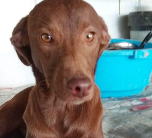 Rocco adopté 01.12.18