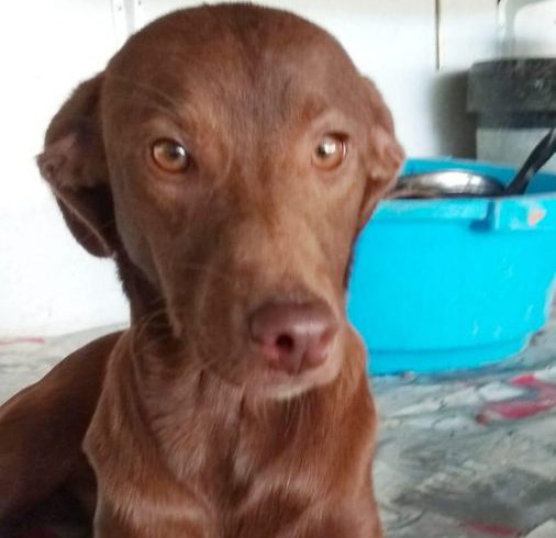 Rocco adopté 01.12.18 Rocco adopté 01.12.18