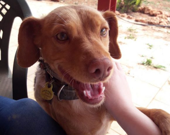 Rubia-Lubia adoptée 22.09.18