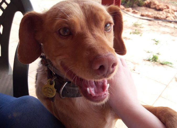 Rubia-Lubia adoptée 22.09.18 Rubia-Lubia adoptée 22.09.18
