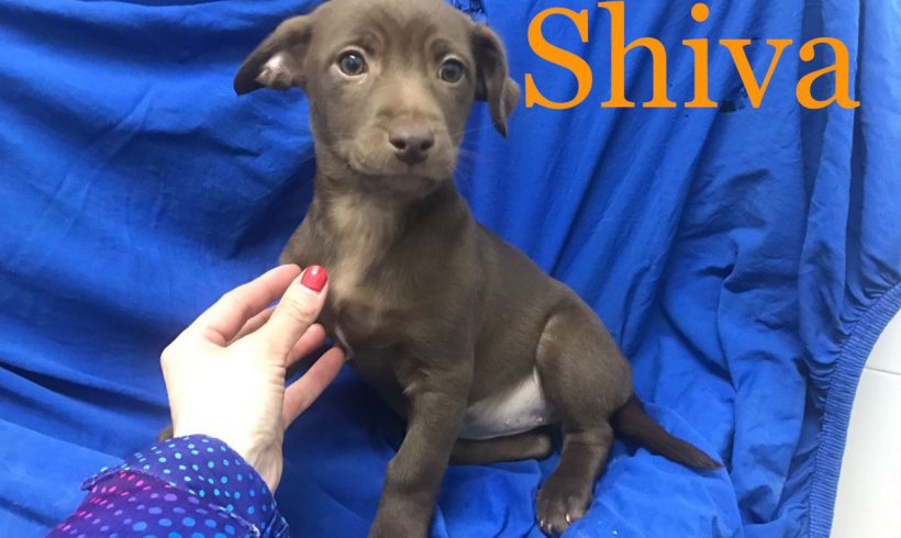 Shiva adoptée 08.09.18 Shiva adoptée 08.09.18
