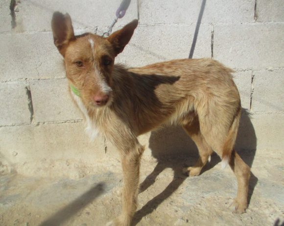 Djalo adopté 29.05.21