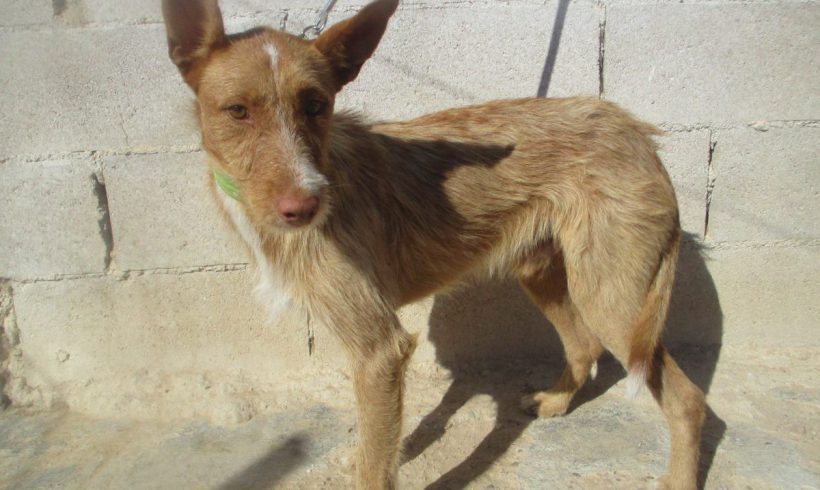 Djalo adopté 29.05.21 Djalo adopté 29.05.21