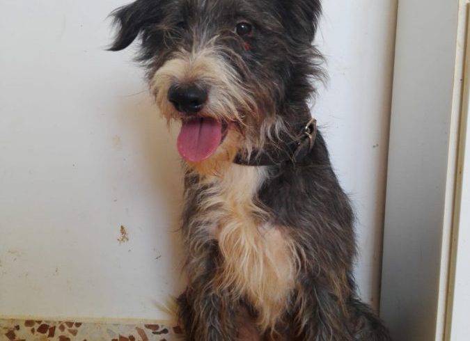 Goofy adopté 22.09.18 Goofy adopté 22.09.18