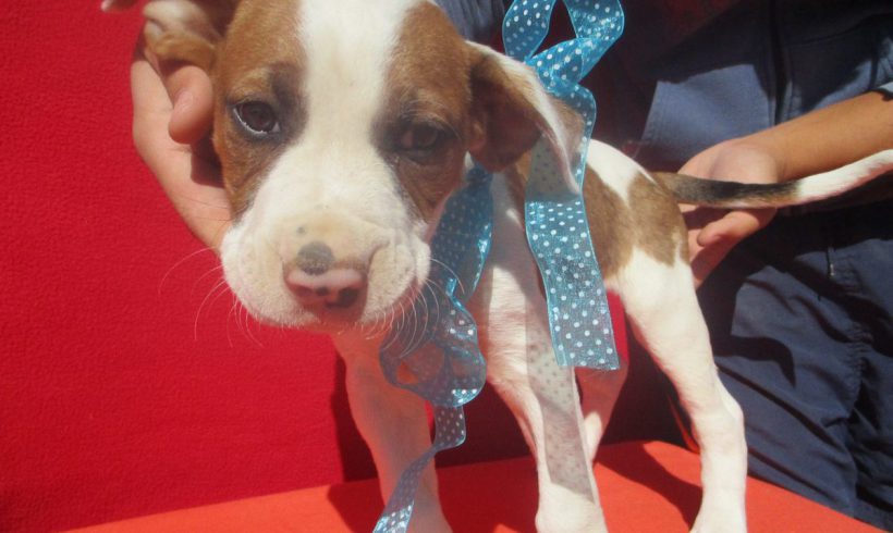 Kike adopté 22.09.18 Kike adopté 22.09.18