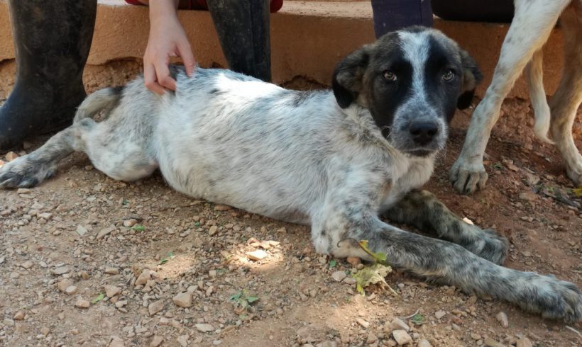 Montana adoptée 22.09.18 Montana adoptée 22.09.18