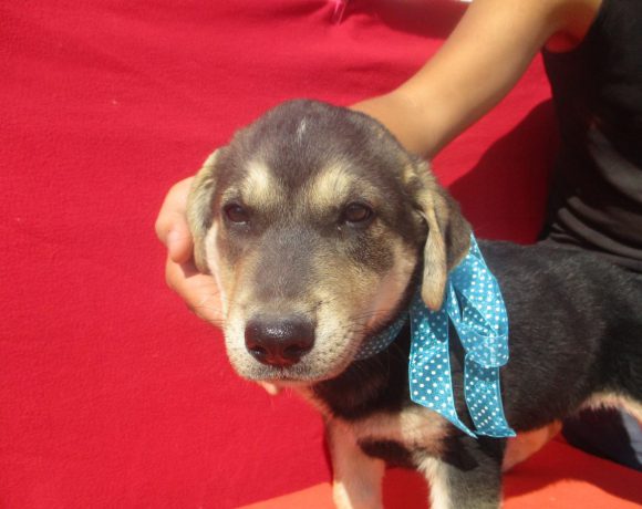 Rex adopté 22.09.18