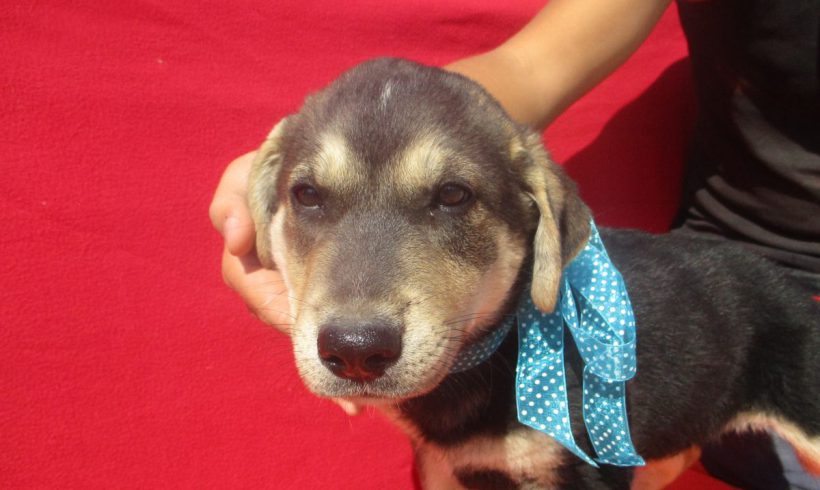 Rex adopté 22.09.18 Rex adopté 22.09.18