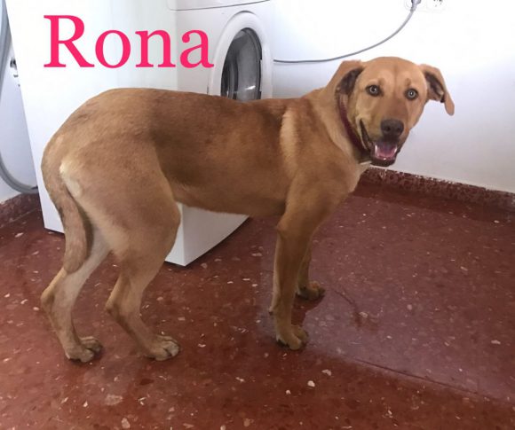 Rona adoptée 19.05.19