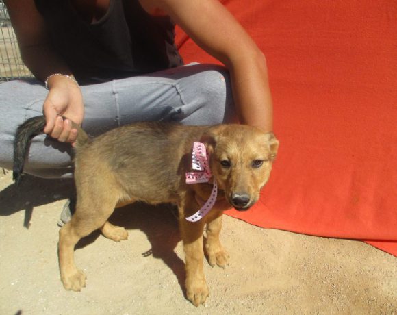Rubi 2 adoptée 22.09.18