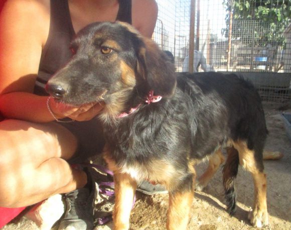 Tara adoptée 22.09.18