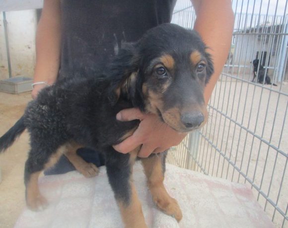 Cesar adopté 01.12.18