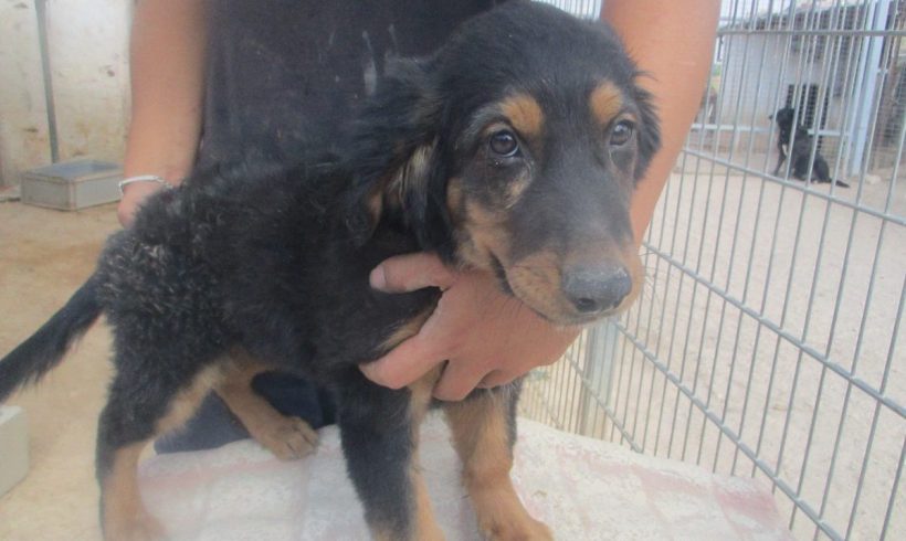 Cesar adopté 01.12.18 Cesar adopté 01.12.18