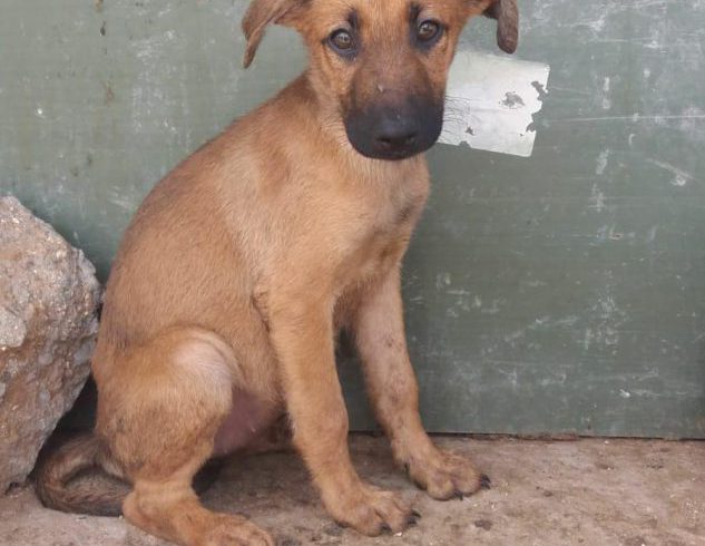 Greta adoptée 08.09.18 Greta adoptée 08.09.18
