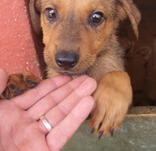 Sam adopté 08.09.18 Sam adopté 08.09.18