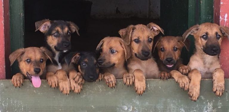 Baba Animal Seva les adorables chiots Miri Silvana Greta