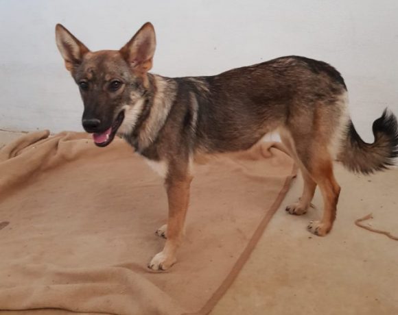 Kalla adoptée 16.02.19