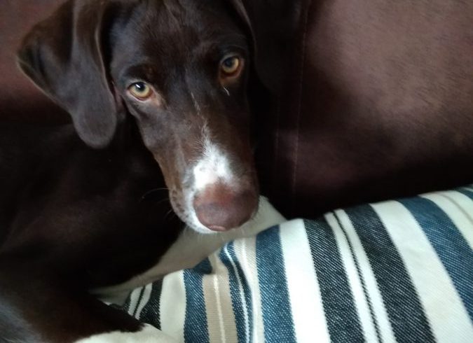 Linus adopté 11.11.18 Linus adopté 11.11.18