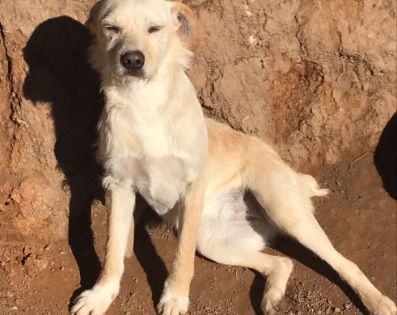 Accueil Coeur de Galgo