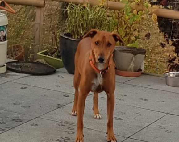 Rio adopté 08.12.18