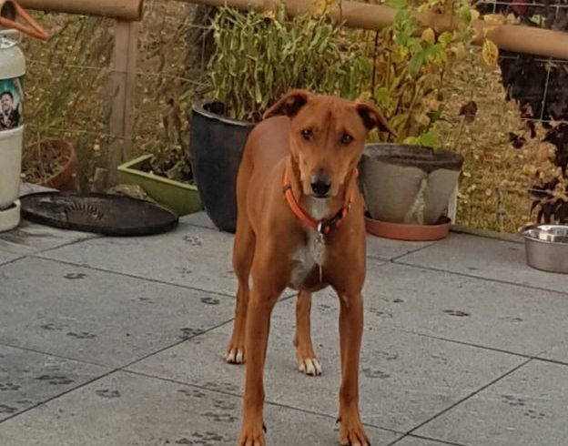 Rio adopté 08.12.18 Rio adopté 08.12.18