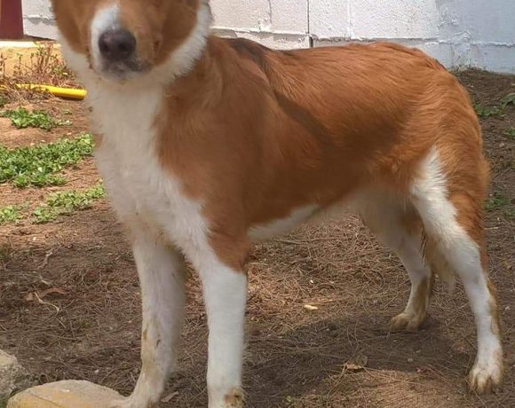 Lady adoptée 06.04.19