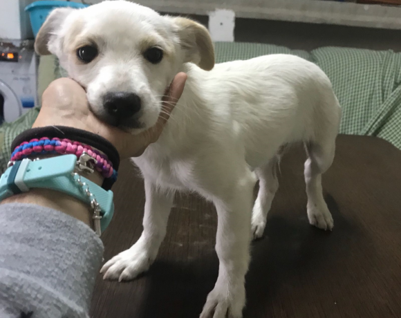 Dinky adopté 01.12.18
