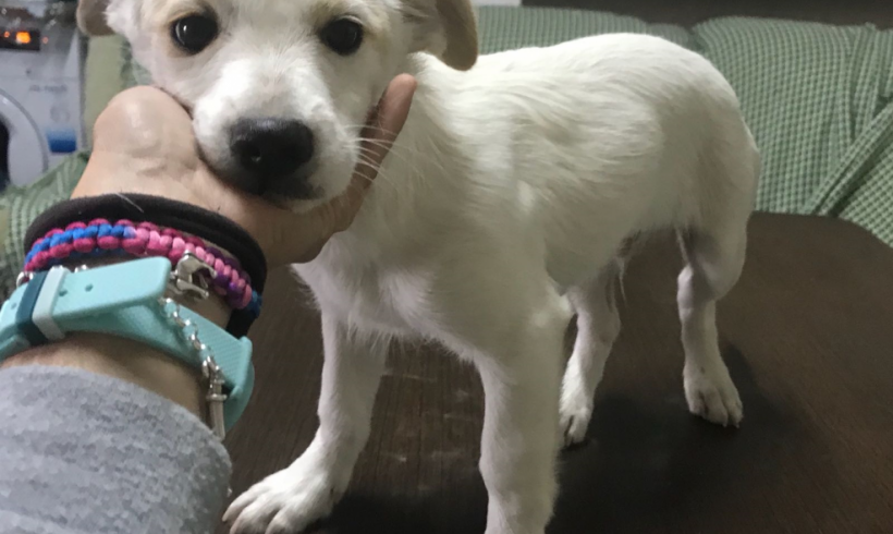 Dinky adopté 01.12.18 Dinky adopté 01.12.18