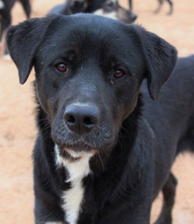 Pedro adopté 01.12.18