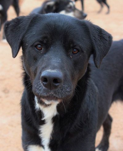 Pedro adopté 01.12.18 Pedro adopté 01.12.18