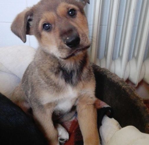 Grunon adopté 16.02.19 Grunon adopté 16.02.19