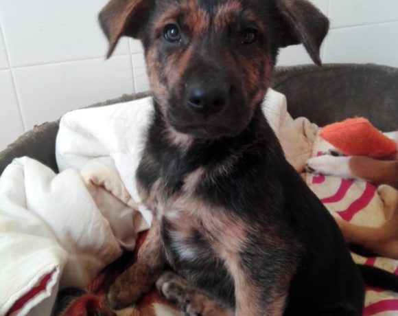 Leia adoptée 16.02.19