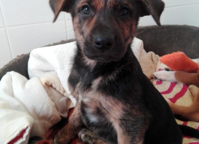 Leia adoptée 16.02.19 Leia adoptée 16.02.19