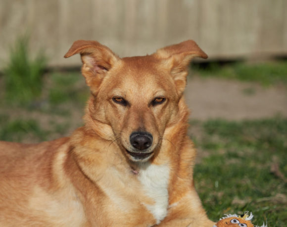Carlos adopté 21.04.19