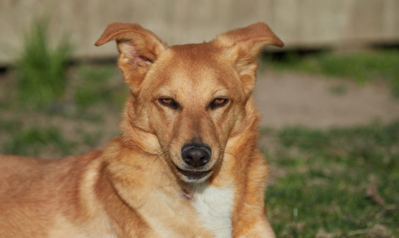 Carlos adopté 21.04.19 Carlos adopté 21.04.19