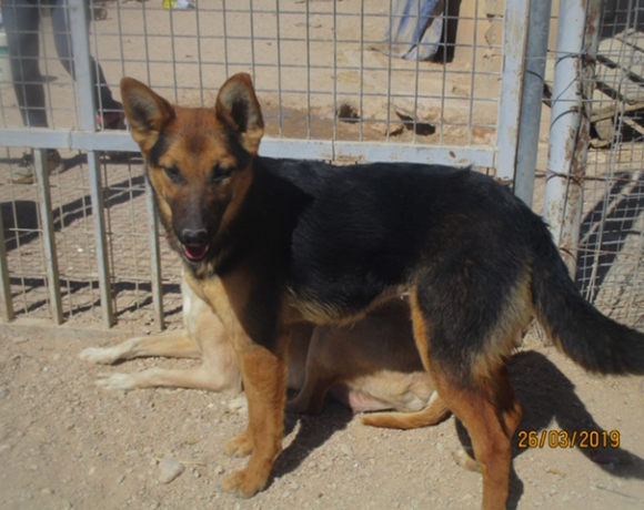 Bibi adoptée 22.06.19