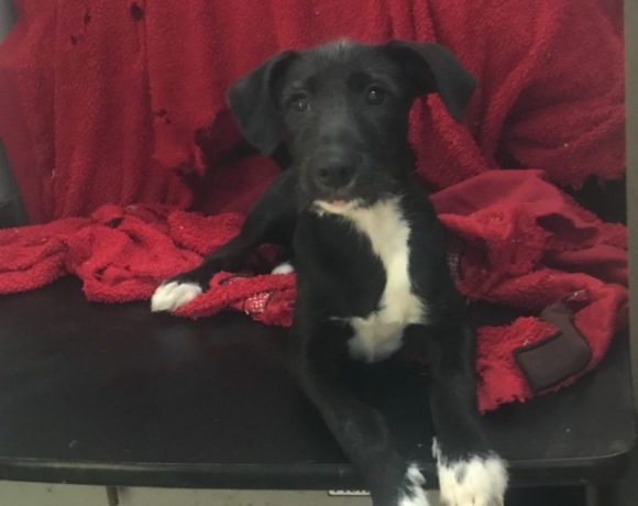 Flor 2 adoptée 16.02.19