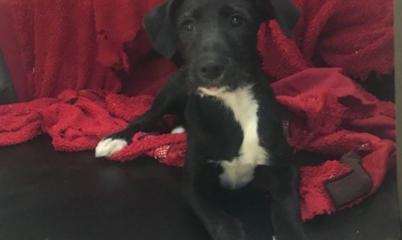 Flor 2 adoptée 16.02.19 Flor 2 adoptée 16.02.19