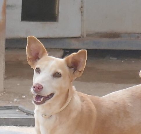 Leila adoptée 15.02.2020