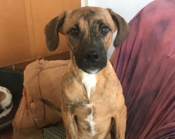 Ronny adopté 13.04.19