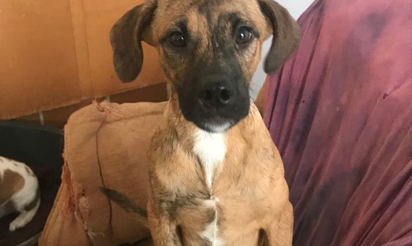 Ronny adopté 13.04.19 Ronny adopté 13.04.19