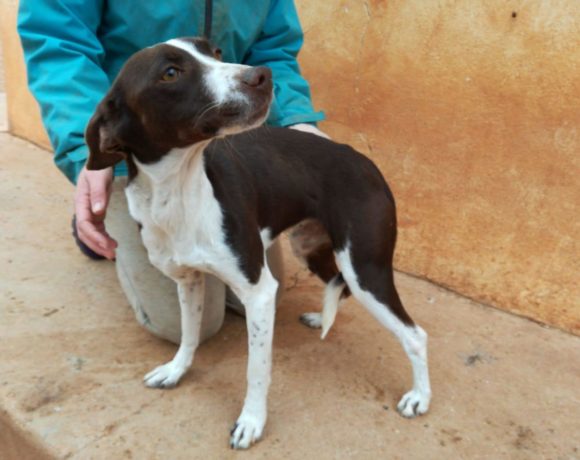 Tara adoptée 16.02.19