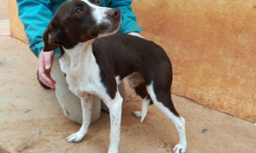 Tara adoptée 16.02.19 Tara adoptée 16.02.19