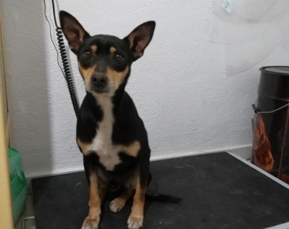 Bimbo adopté 22.06.19