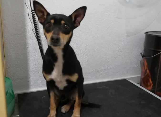 Bimbo adopté 22.06.19 Bimbo adopté 22.06.19