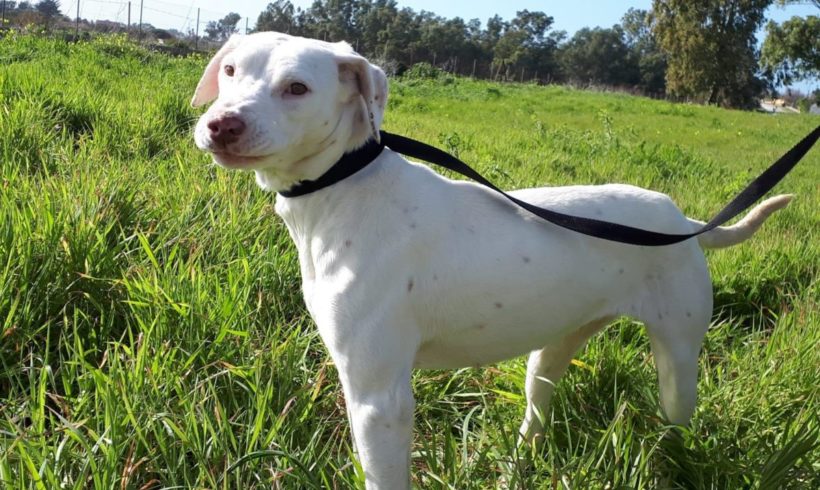 Blanca adoptée 28.09.19 Blanca adoptée 28.09.19