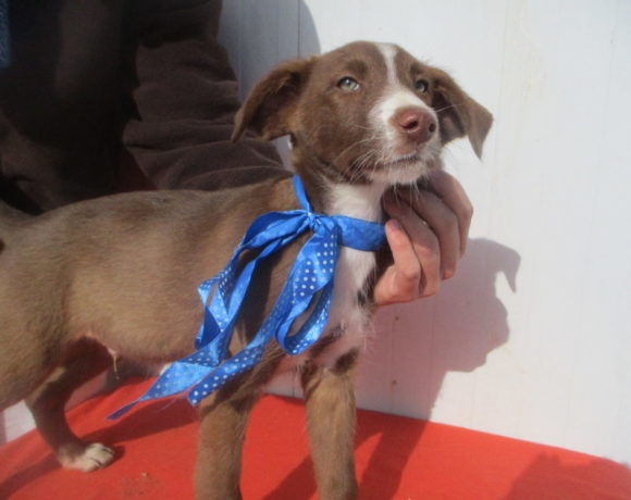 Lennox adopté 13.04.19