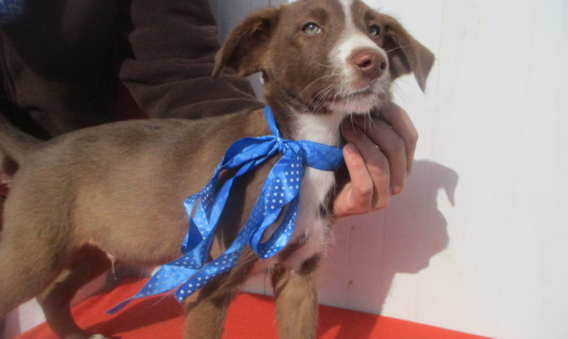 Lennox adopté 13.04.19 Lennox adopté 13.04.19