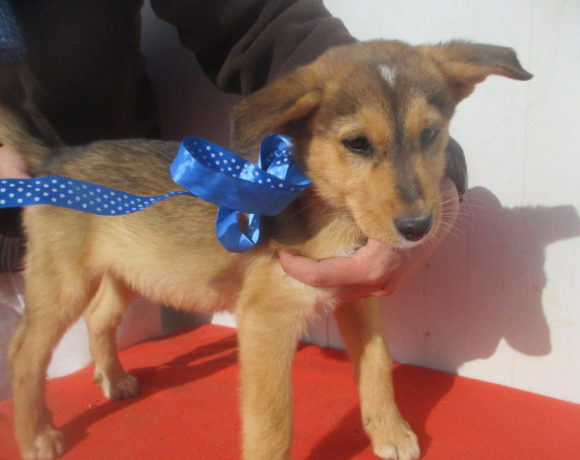 Leonardo adopté 13.04.19