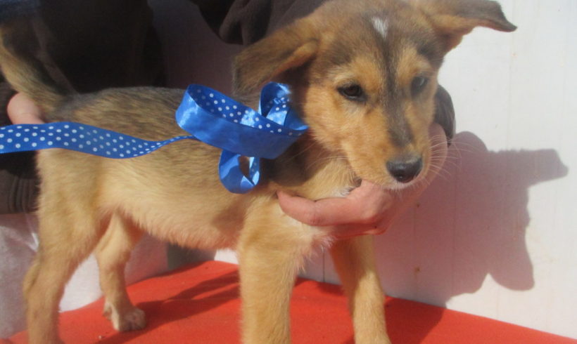 Leonardo adopté 13.04.19 Leonardo adopté 13.04.19